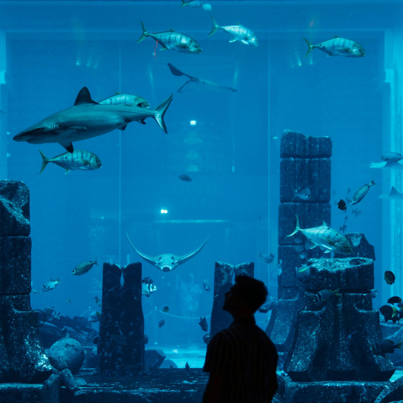 centralhotelsdubaiaquariumpreview
